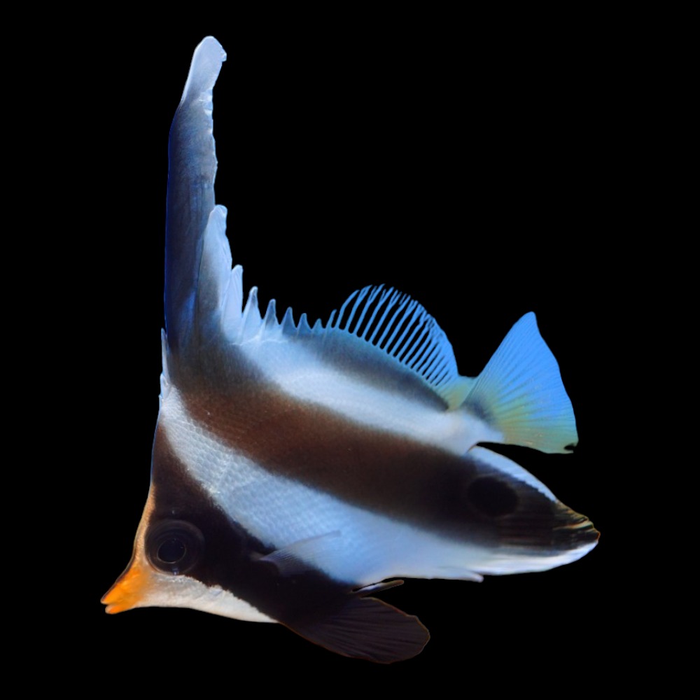 Three-Banded Bullfish