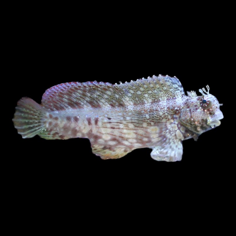 Algae Blenny