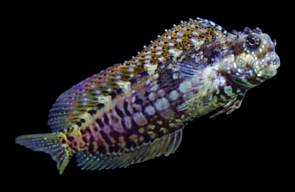 Check out the newest Marine fish to be looking for their new Home!