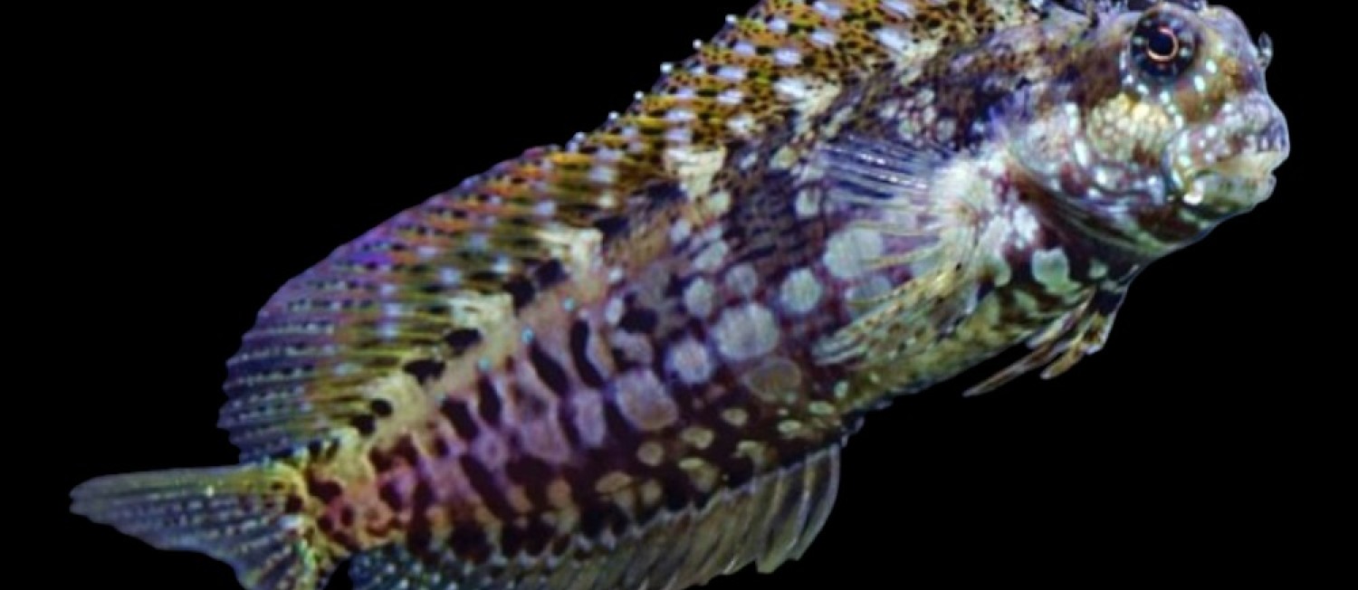 Check out the newest Marine fish to be looking for their new Home!