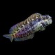 Algae Blenny