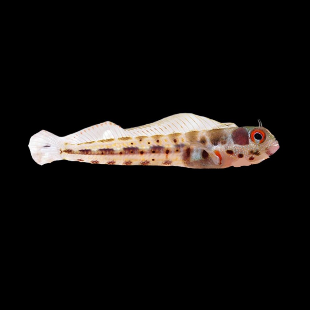 Barnacle Blenny