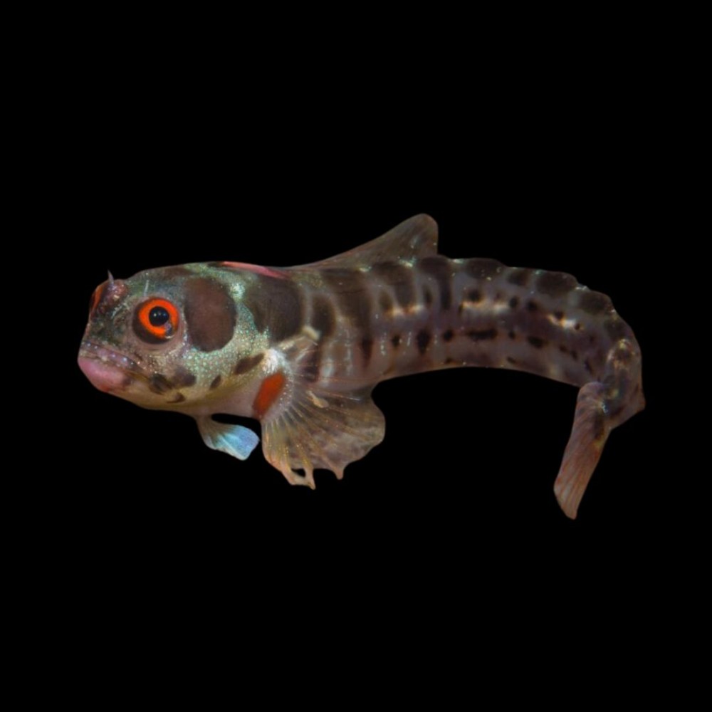 Barnacle Blenny