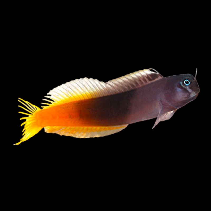 Bicolour Blenny