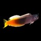 Bicolour Blenny