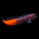 Bicolour Blenny
