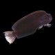 Black Combtooth Blenny