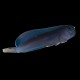 Black Combtooth Blenny