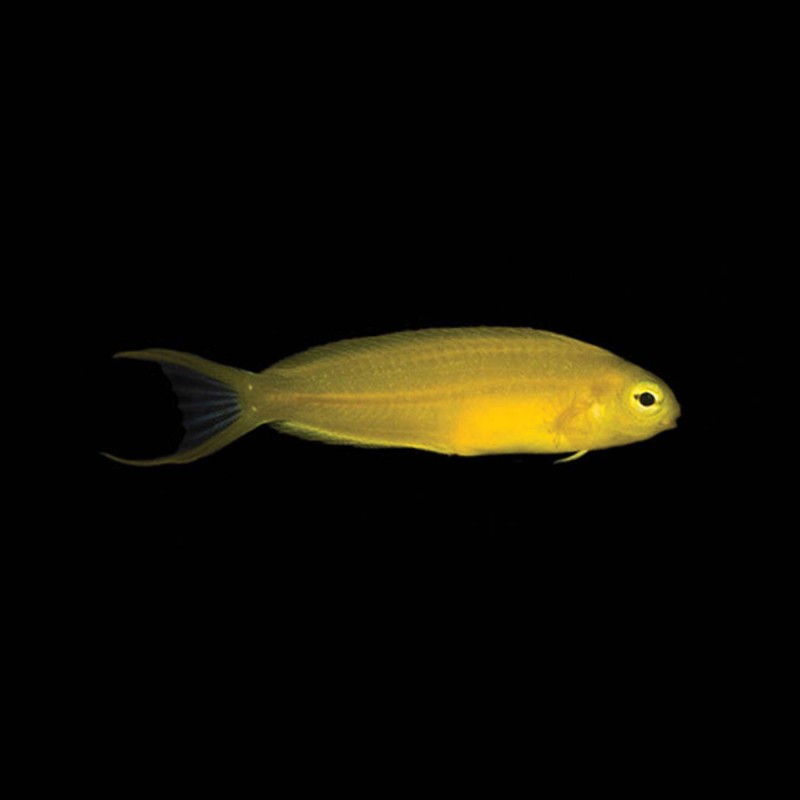Canary Blenny