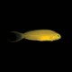 Canary Blenny