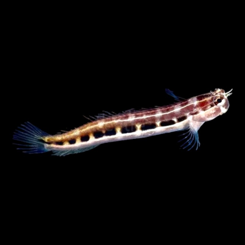 Dot Dash Blenny