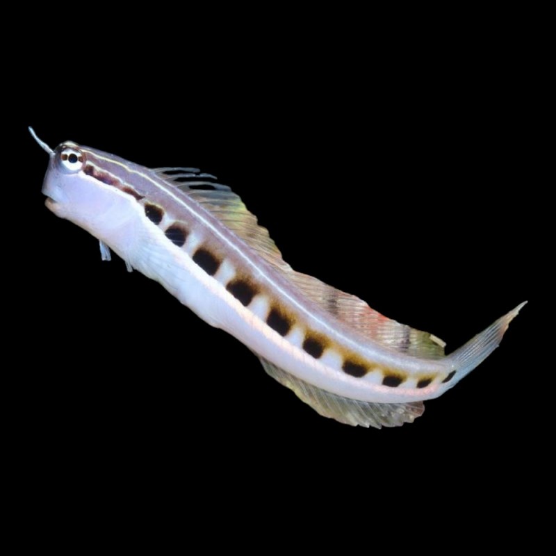 Dot Dash Blenny