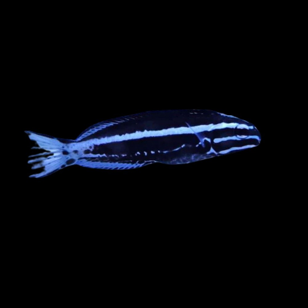 Kamohara Blenny