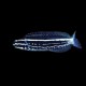 Kamohara Blenny