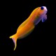 Midas Blenny