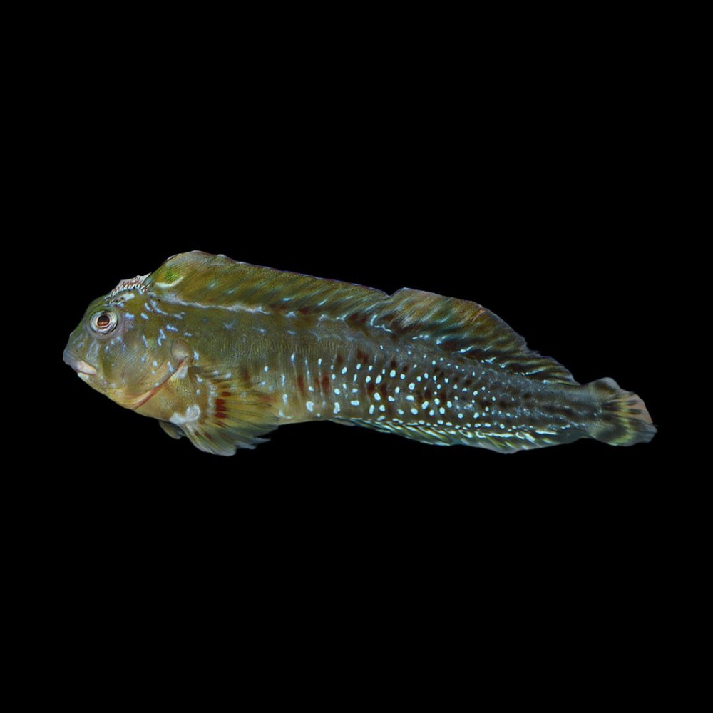 Molly Miller Blenny