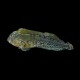Molly Miller Blenny