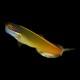 Orange Cheek Blenny