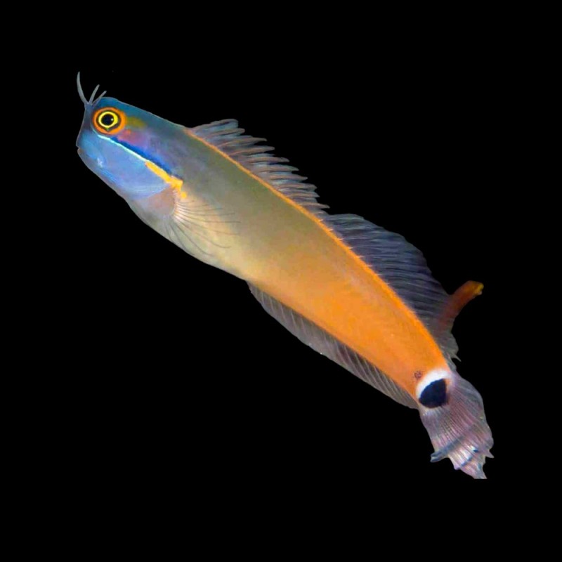 Orange Cheek Blenny