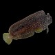 Starry Blenny