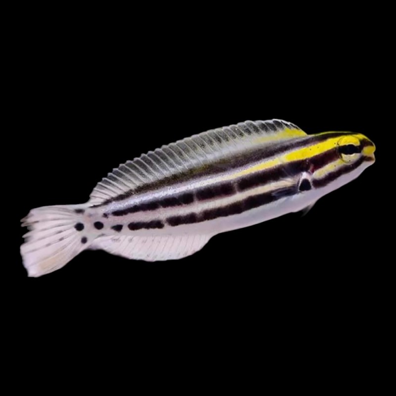 Striped Blenny