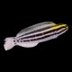 Striped Blenny