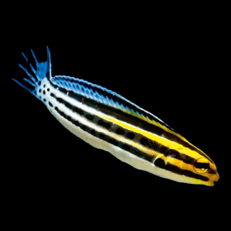 Striped Blenny