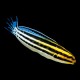 Striped Blenny