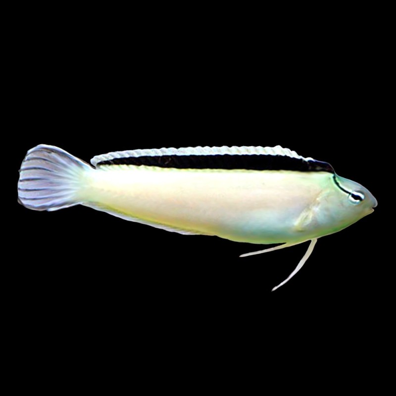 White Blenny