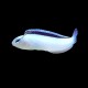 White Blenny