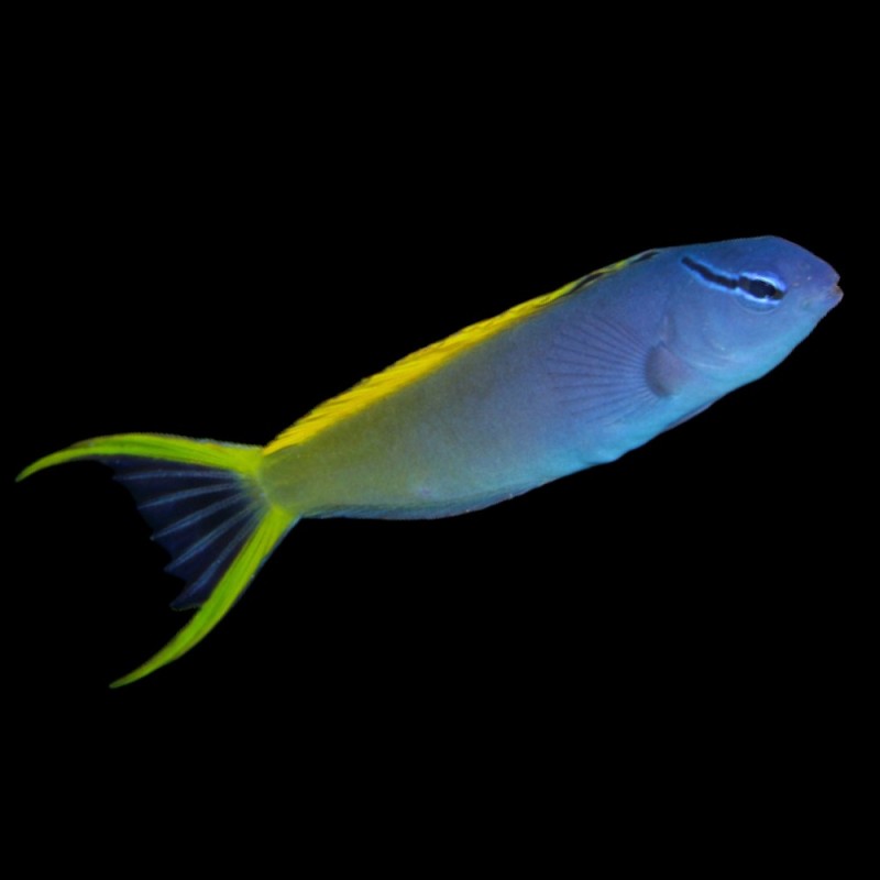 Yellow Tail Fang Blenny