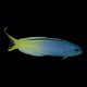Yellow Tail Fang Blenny