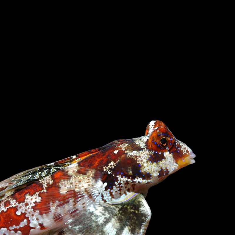 Scooter Blenny - Pink