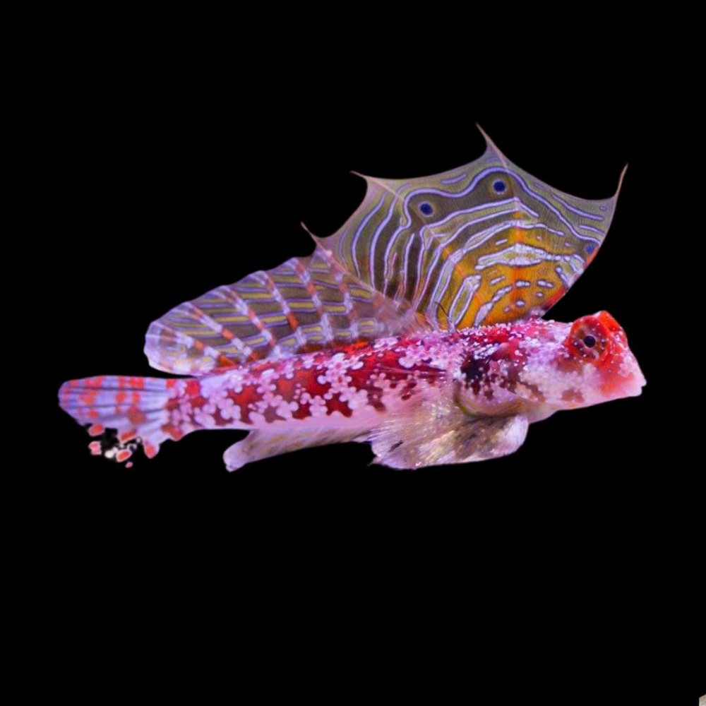 Scooter Blenny - Pink