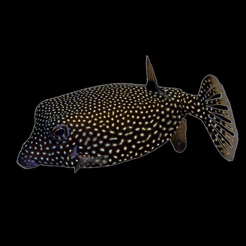 Black Boxfish