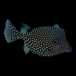 box fish black and white Black Boxfish