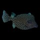 Black Boxfish