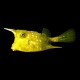 Long-Horned Cowfish