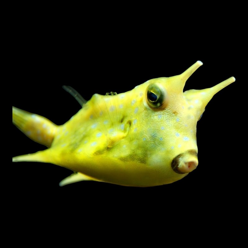 Long-Horned Cowfish