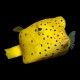 Polkadot Boxfish