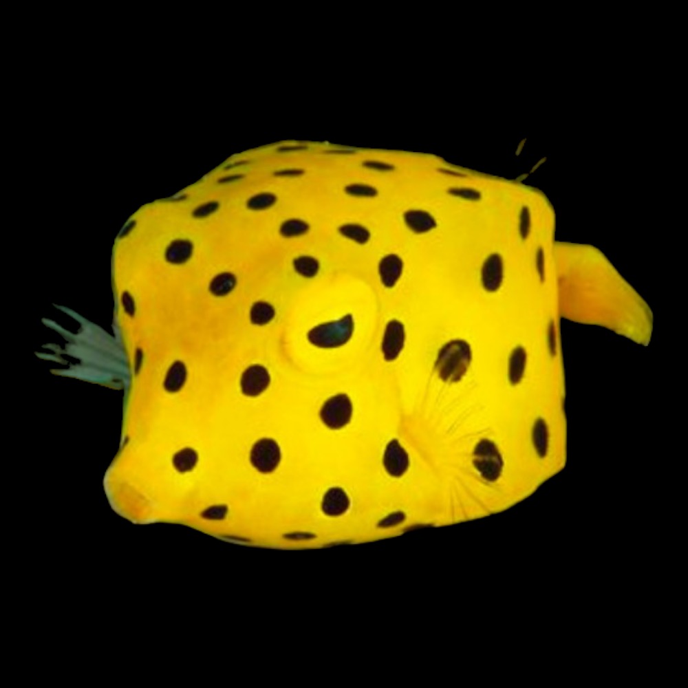 Polkadot Boxfish