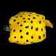 Polkadot Boxfish