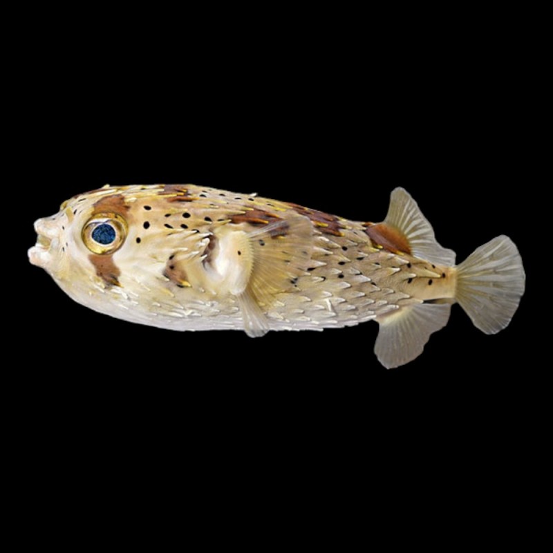 Porcupine Puffer