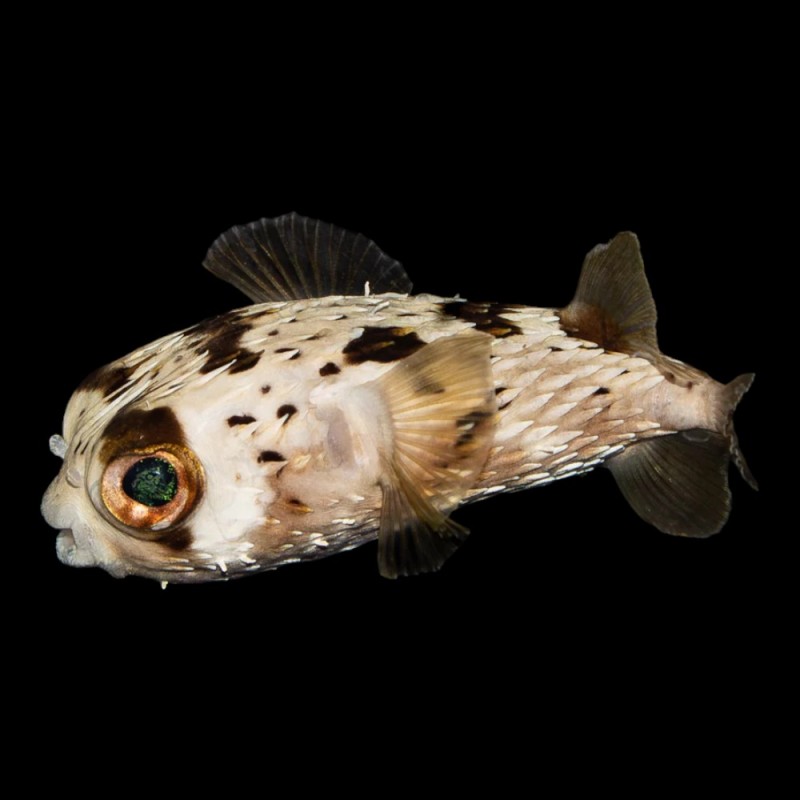 Porcupine Puffer