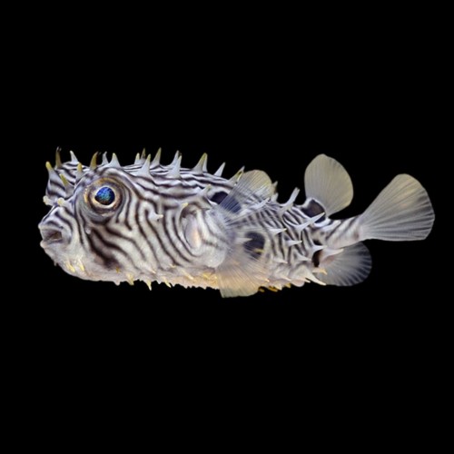 bu fish box Spiny Boxfish
