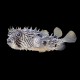 Spiny Boxfish