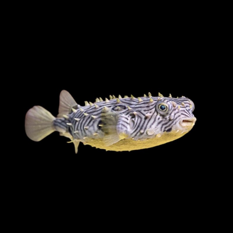 Spiny Boxfish