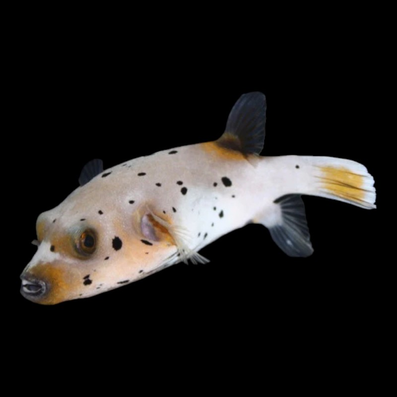 Dog Face Puffer