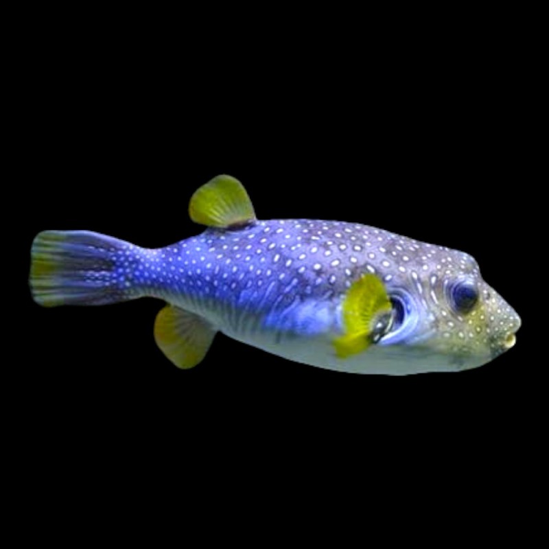 Dogface puffer - coloured