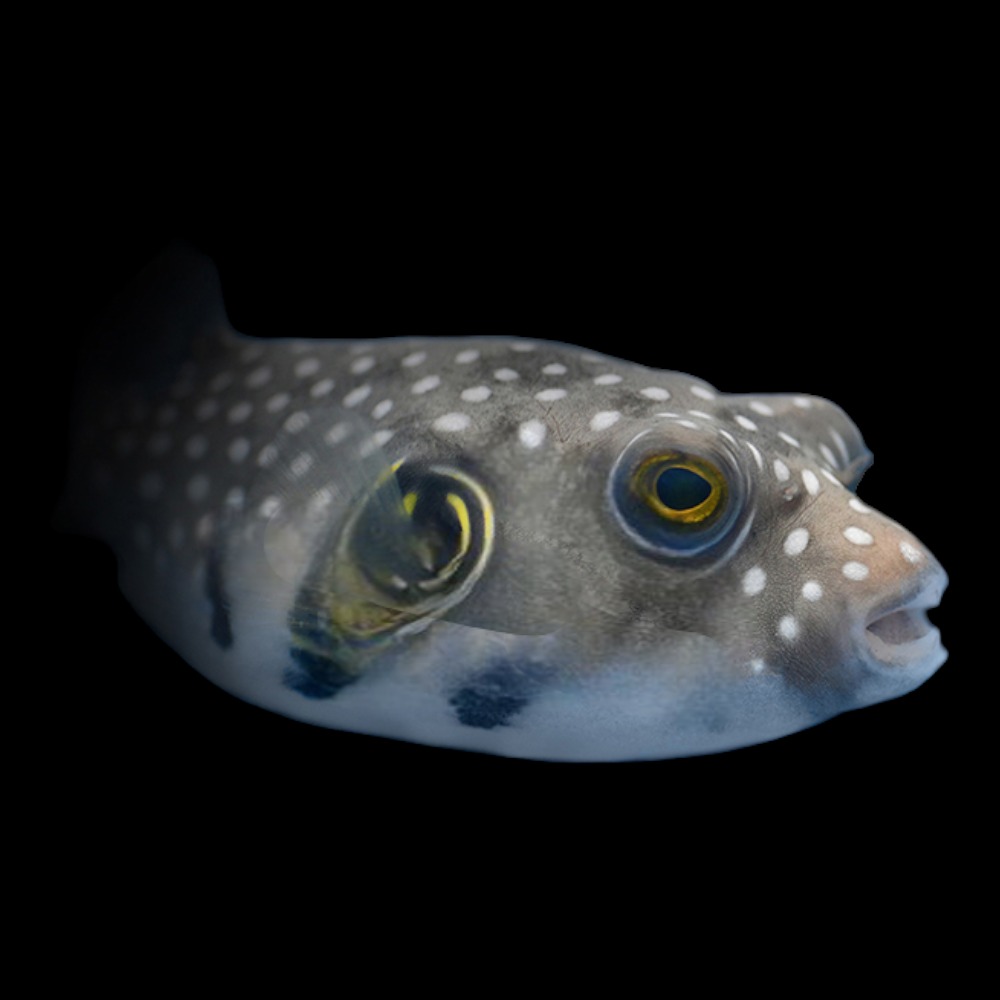 Dogface puffer - coloured